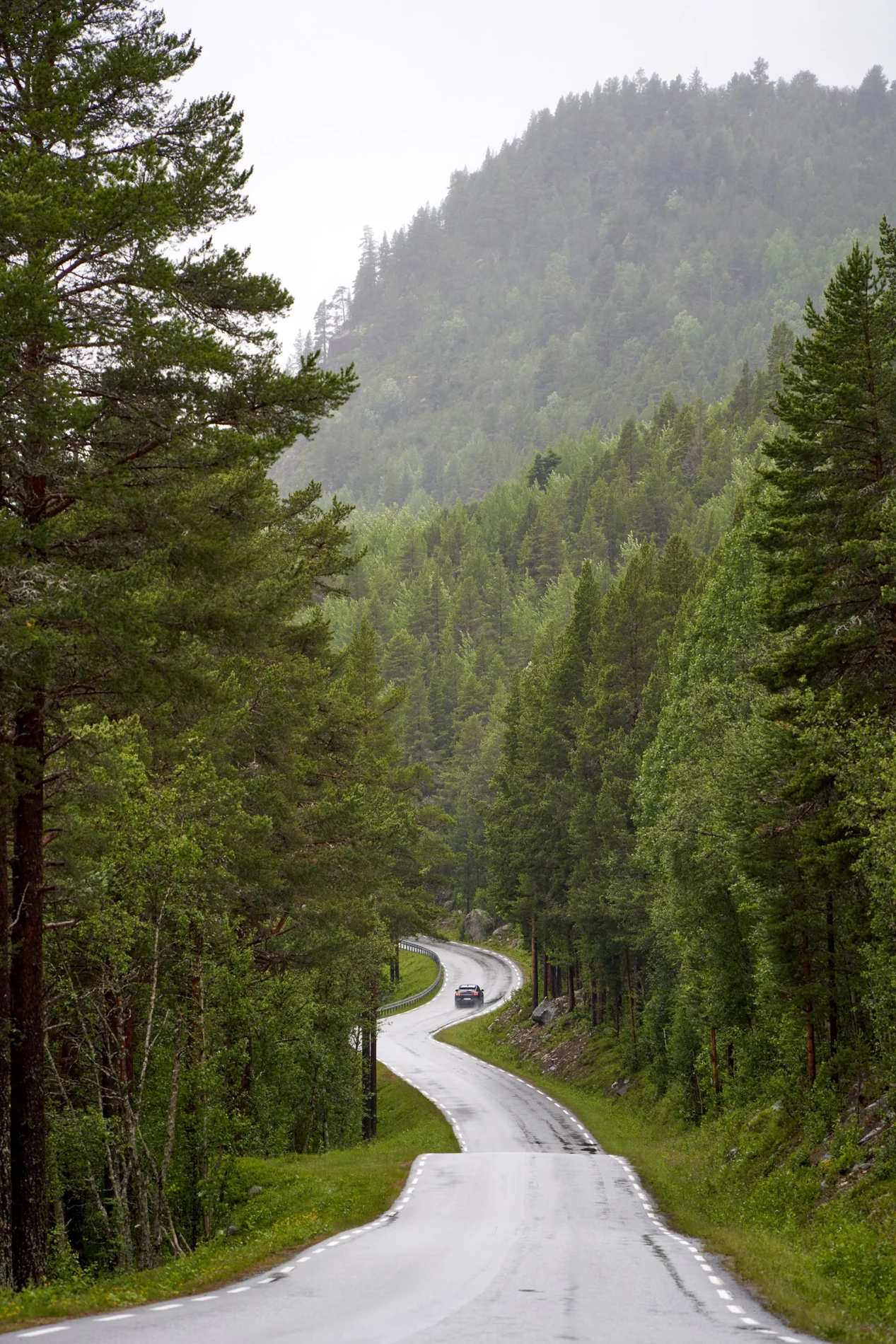 Adkomstvei gjennom en norsk skog